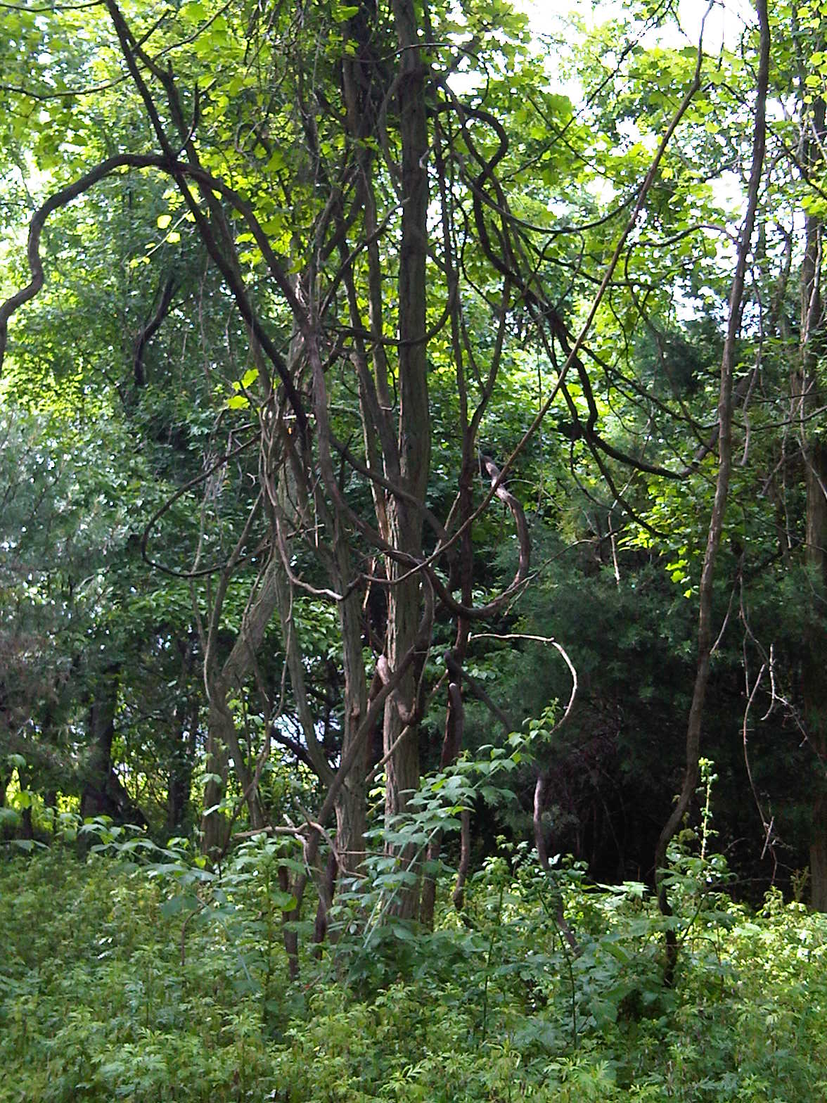 triumphant tree